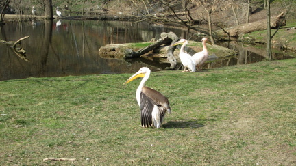 Zoo13