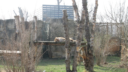 Zoo25