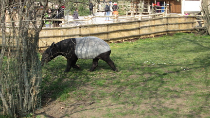 Zoo35
